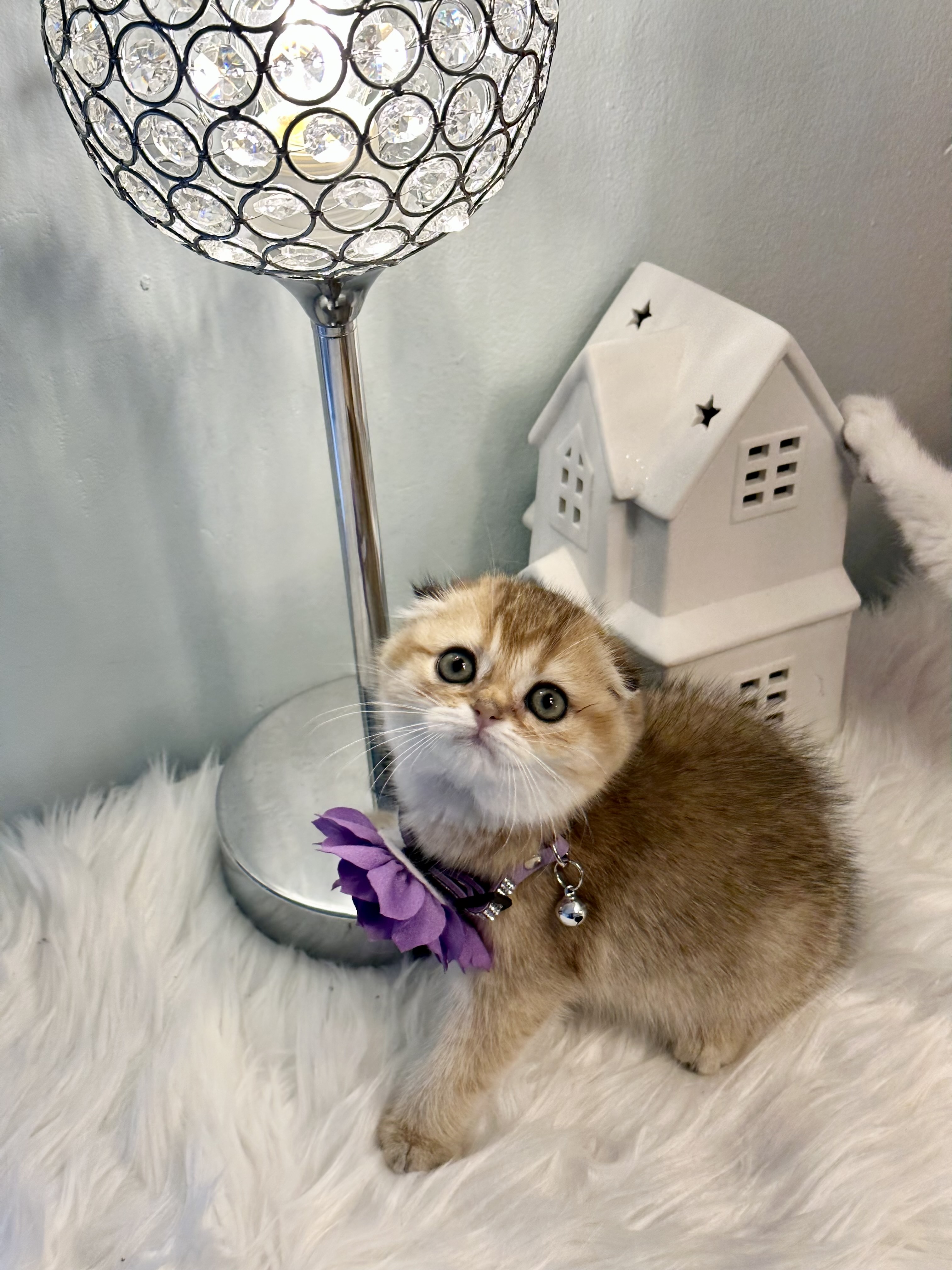 Sisi, Very sweet, social and cute Scottish Fold female kitten 10 weeks