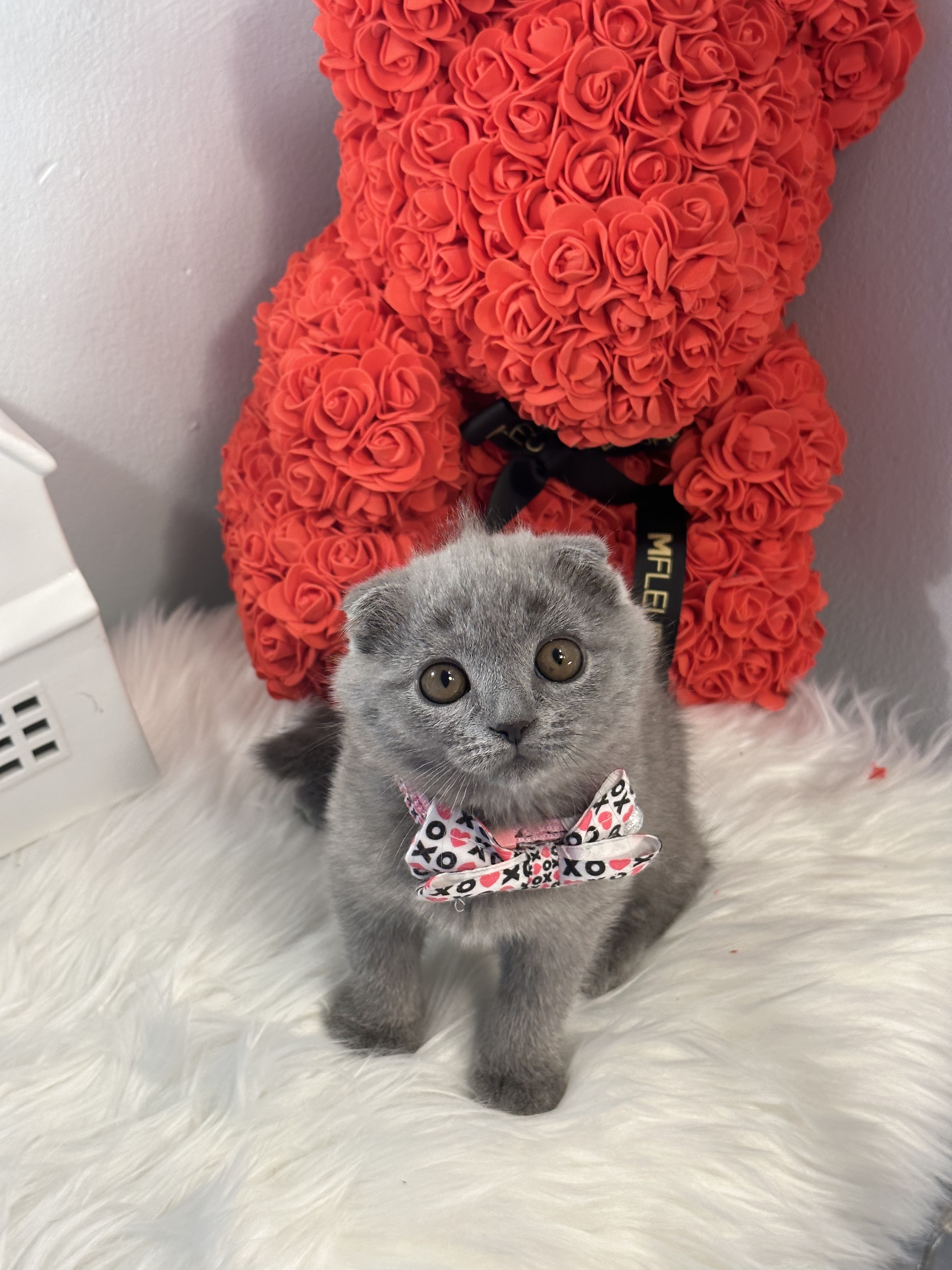 Archi, Active, sweet and friendly Blue Scottish fold male 11 weeks old