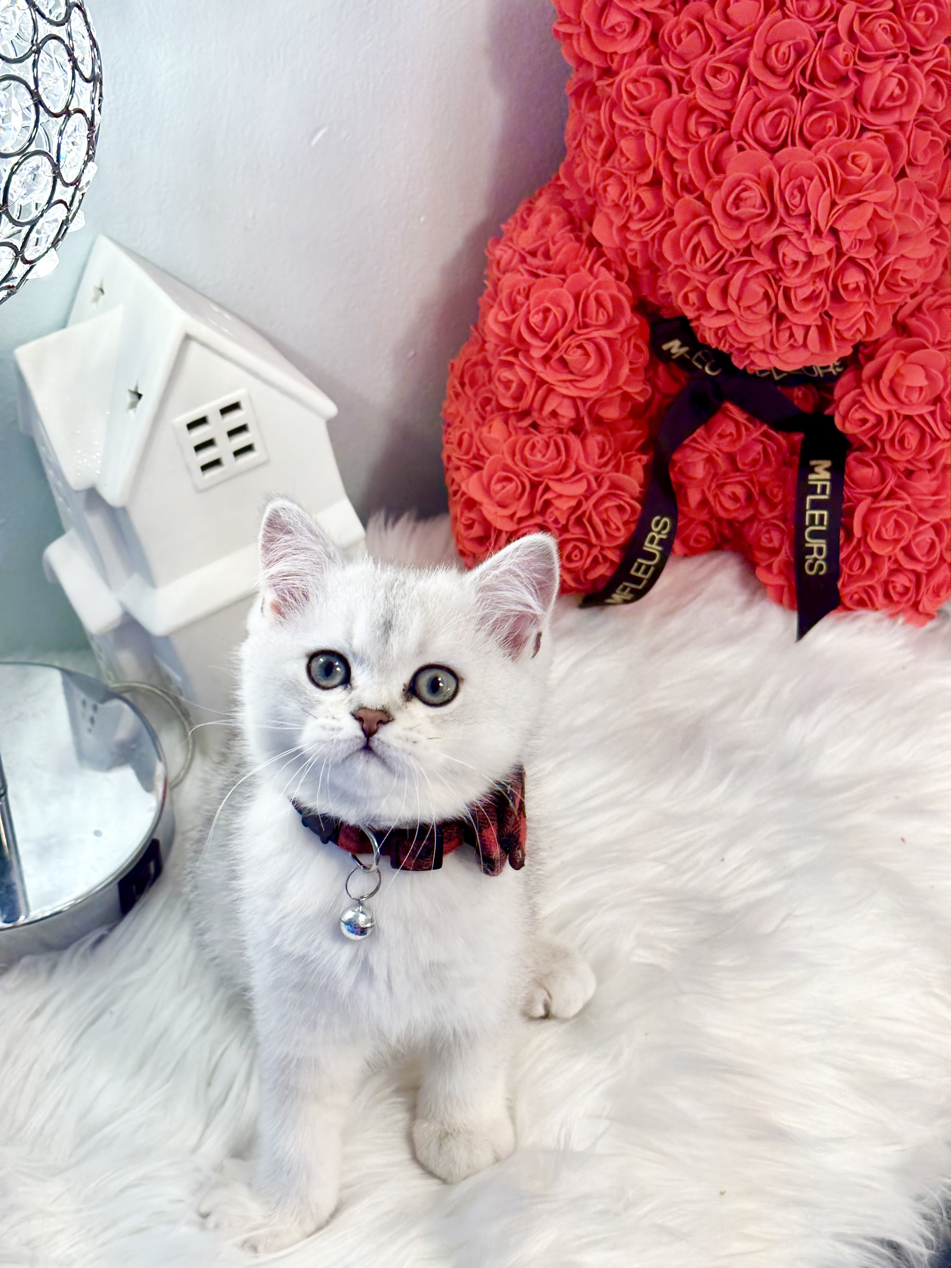 Diego, Sweet, cute and social Silver British shorthair male kitten 11 weeks