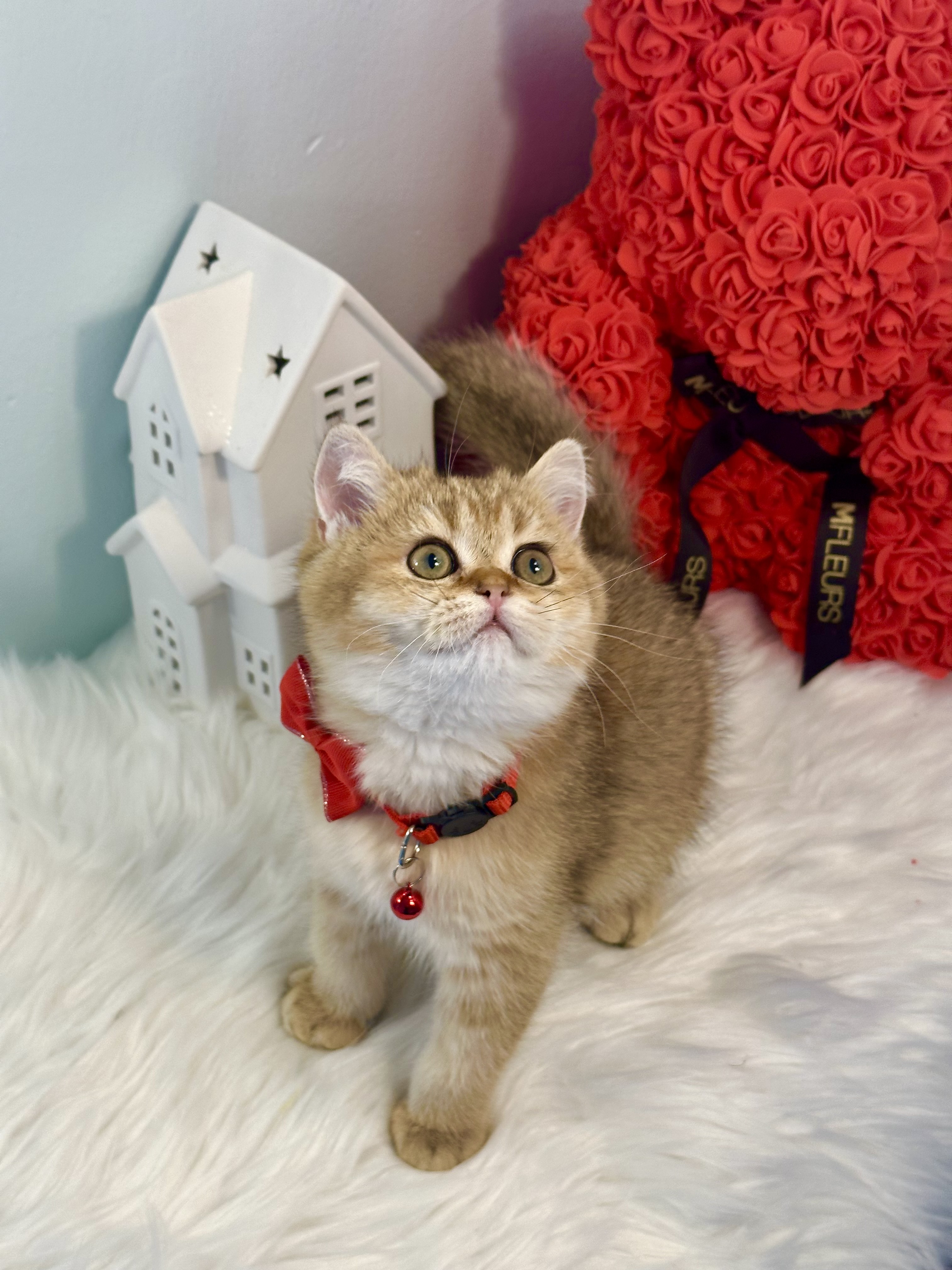 Best super cuddly and sweet gold British shorthair male kitten 11 weeks old
