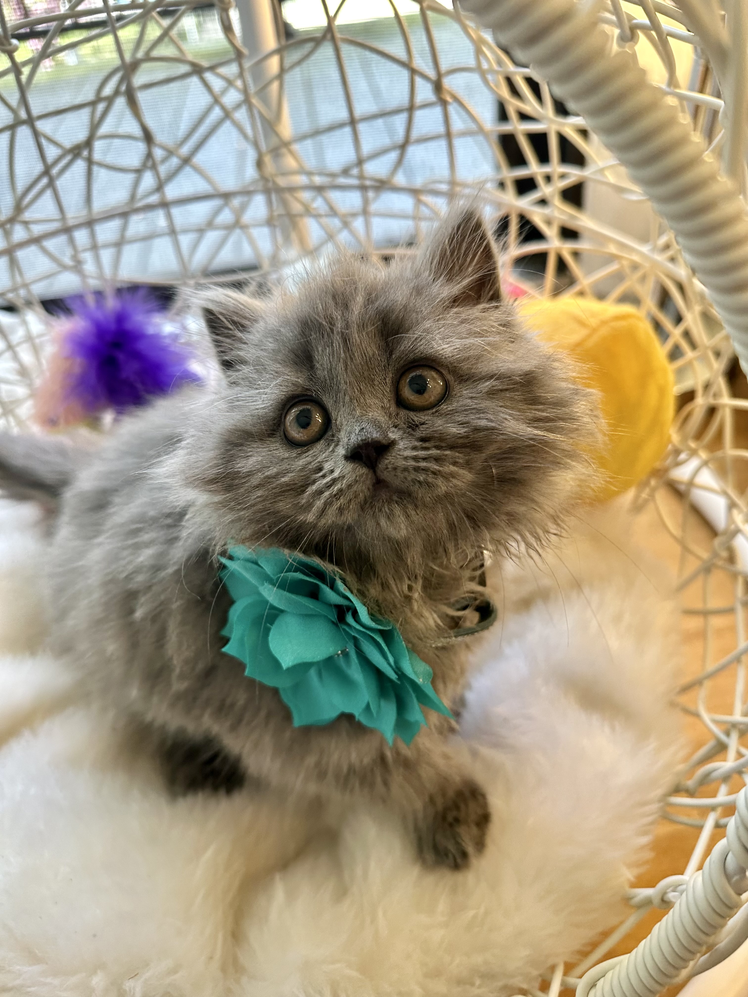 Kendall, Sweet, cuddly, cute British Longhair blue female kitten 10 weeks old