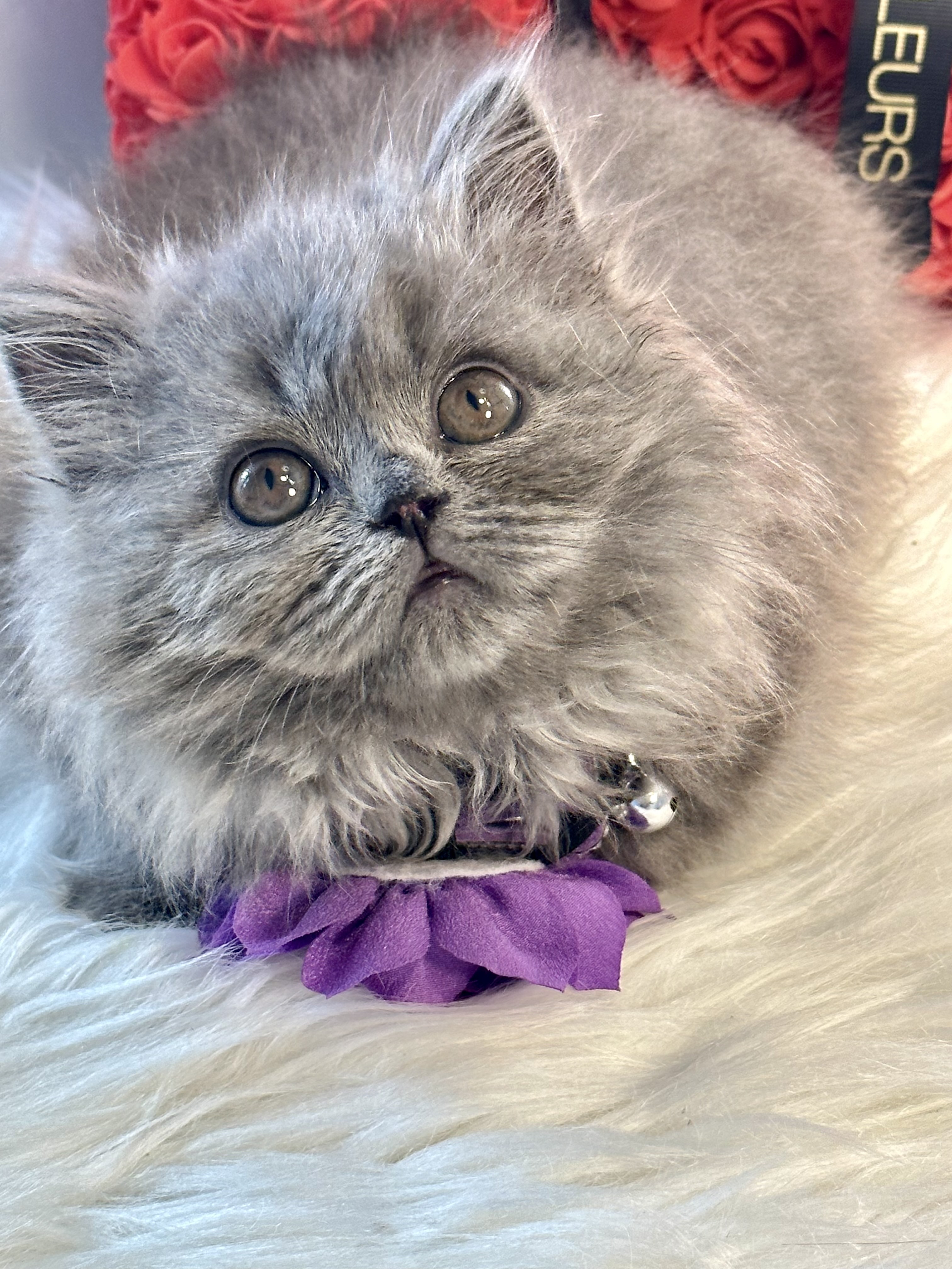 Khloe very cuddly, cute and friendly British longhair blue female 10 weeks old kitten
