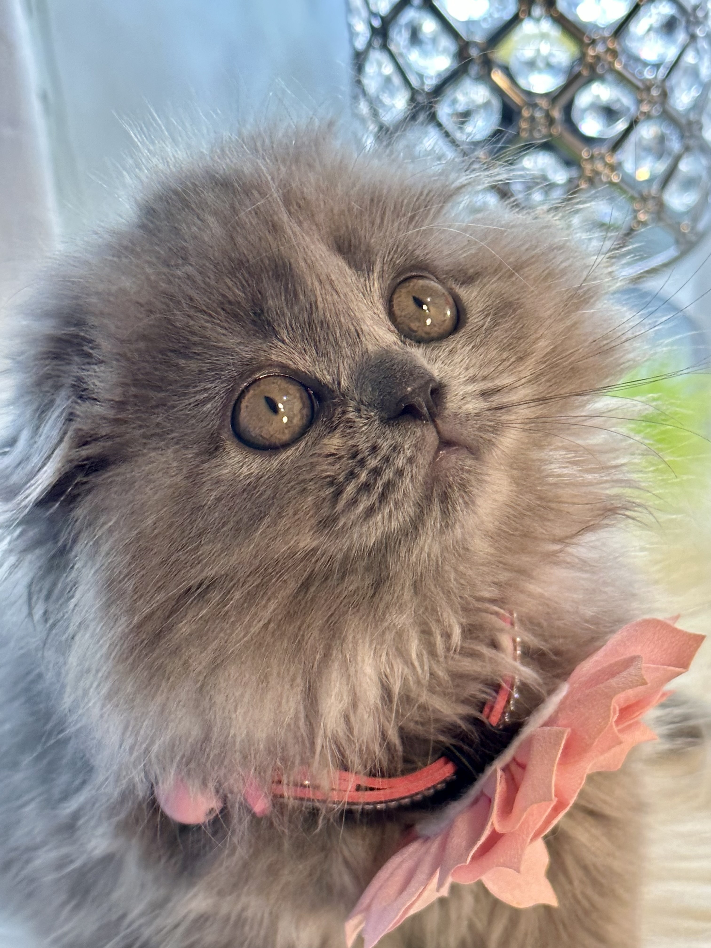 Kim, Friendly, social, cute and cuddly Scottishfold blue female 10 weeks old