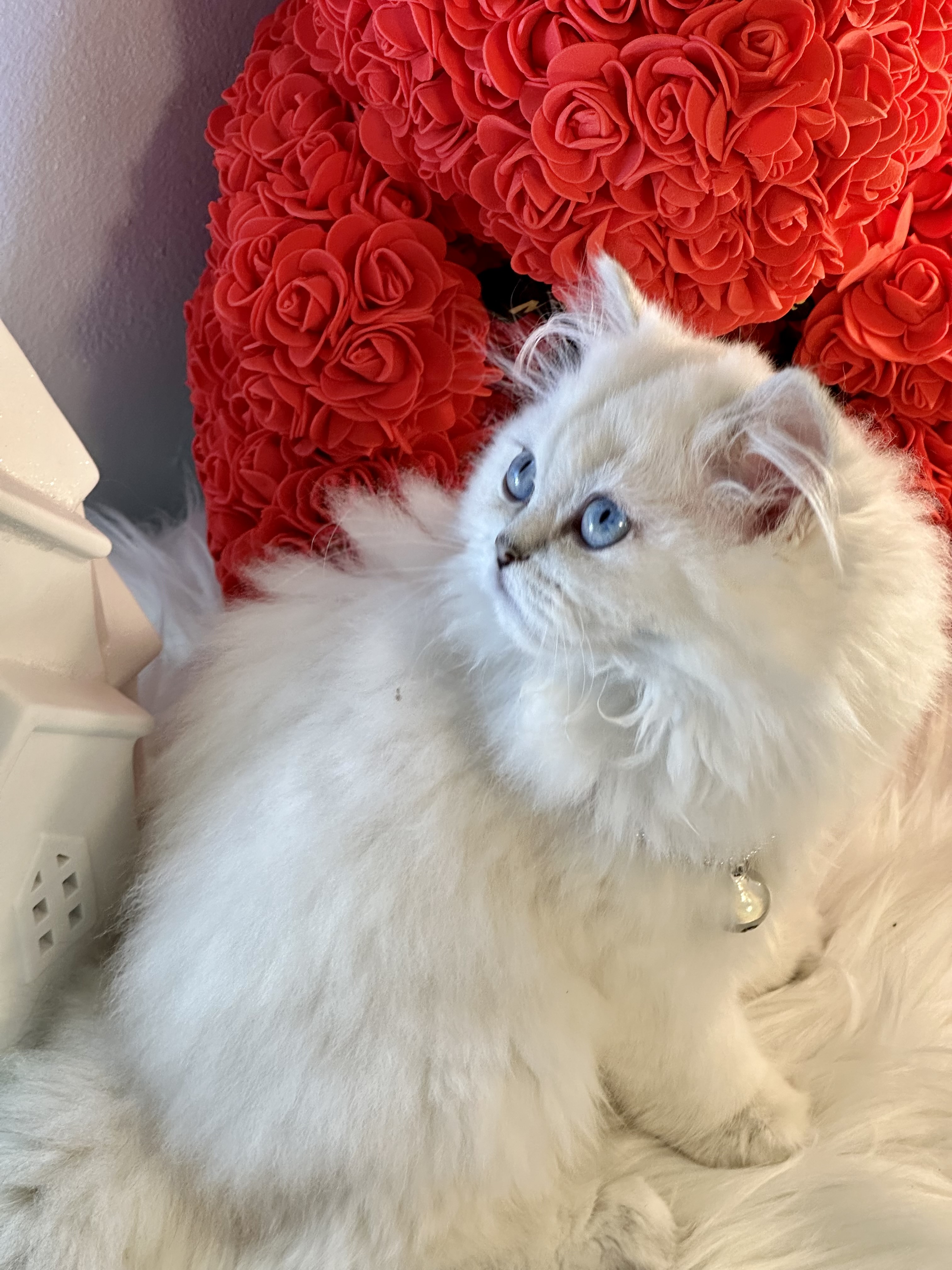 Kylie very sweet and cuddly British longhair white 10 weeks old female kitten
