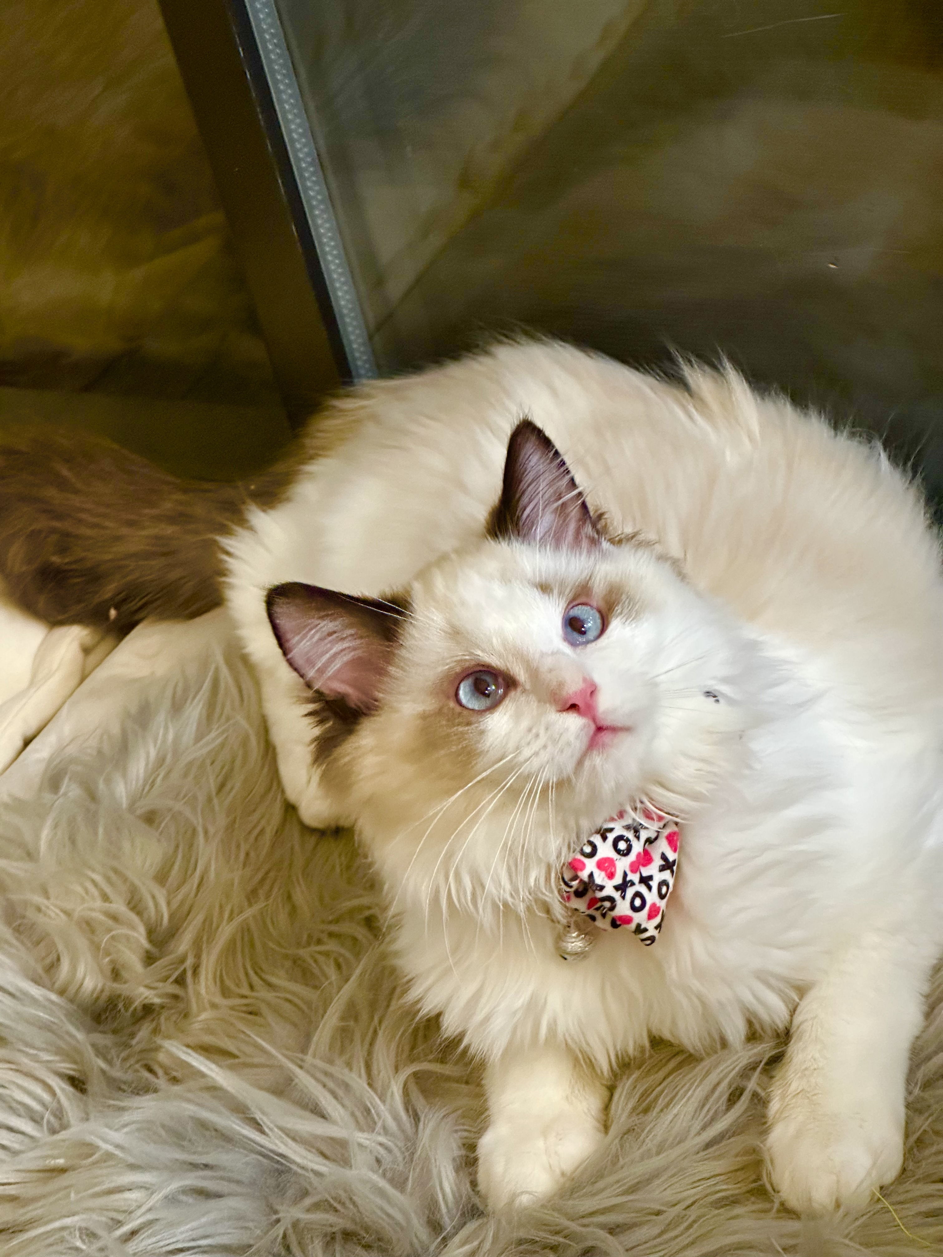 His dense fur and beautiful eyes will attract the attention of everyone around. He is tender and caring, always ready to be by your side and give his love.