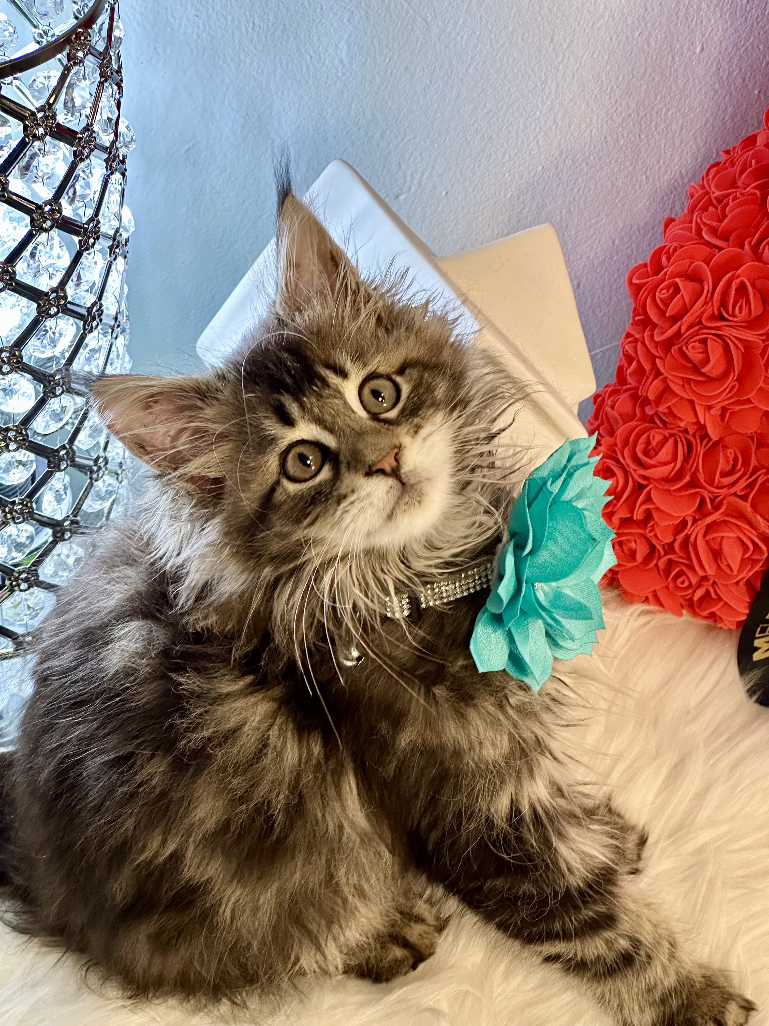 Sunny, Very sweet and playful female Maincoon 10 weeks old