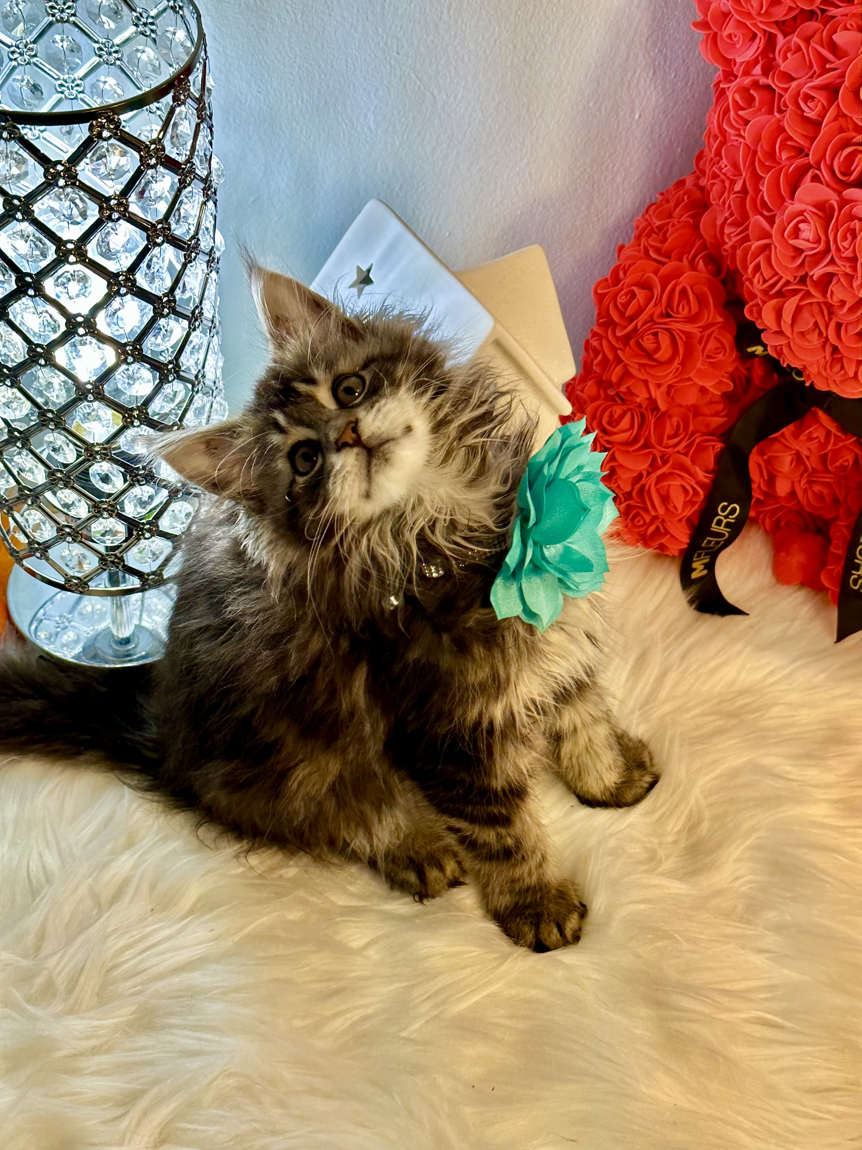 Sunny, Very sweet and playful female Maincoon 10 weeks old