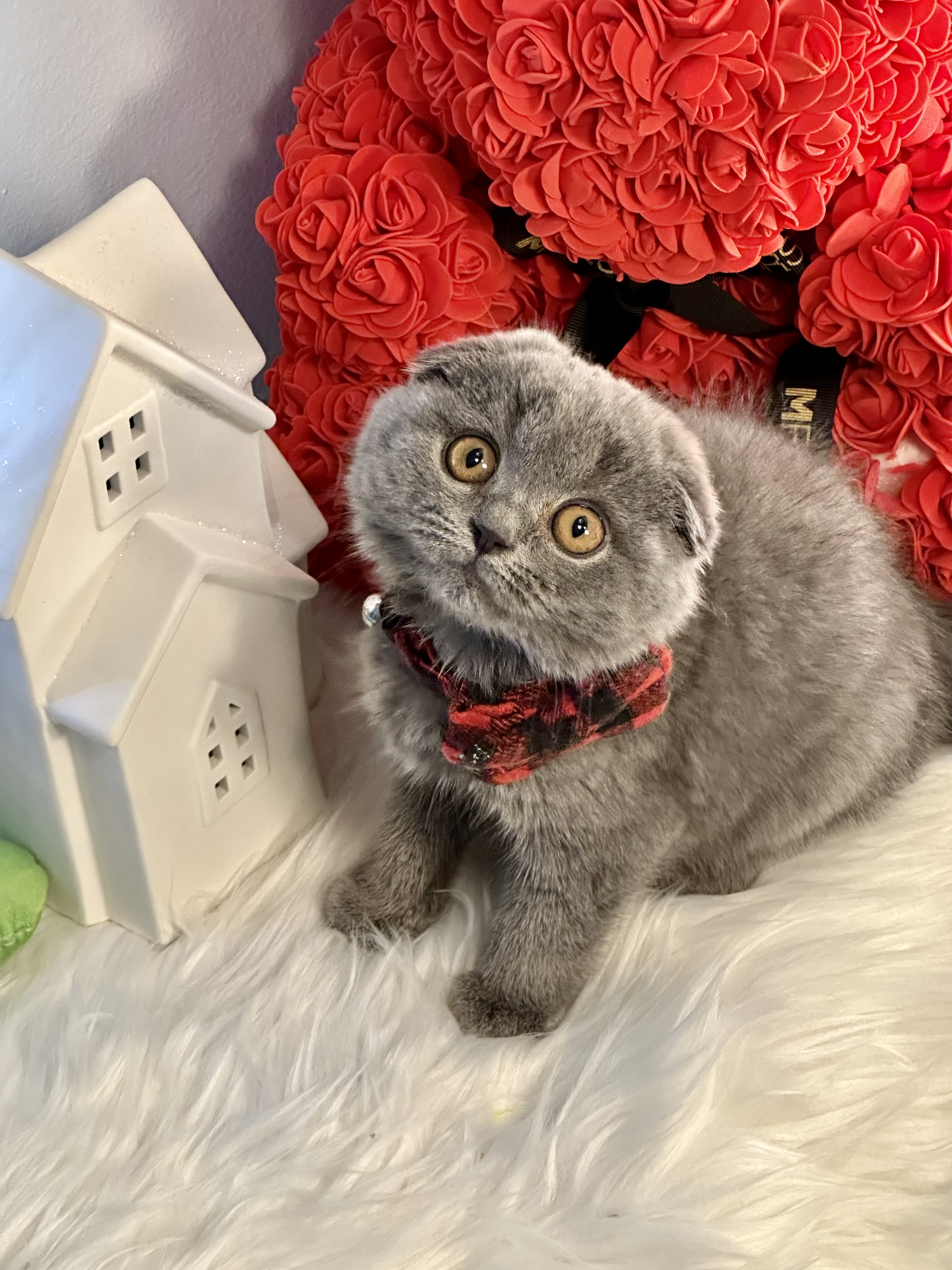 Scott, Very cuddly, sweet and friendly Blue Scottishfold male 9 weeks old