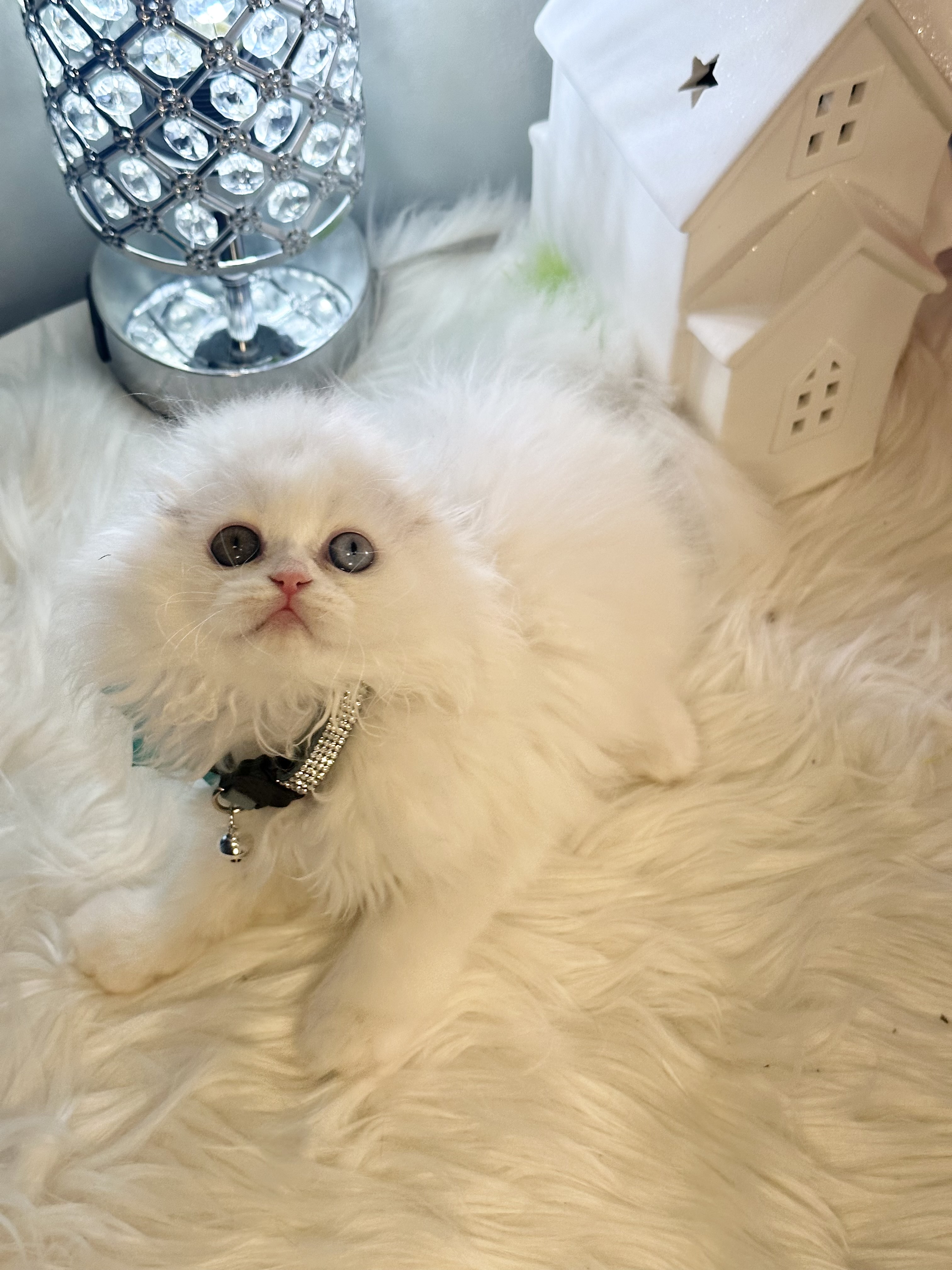 Ivory, Very sweet and adorable white Scottish Fold longhair with odd eyes 9 weeks old