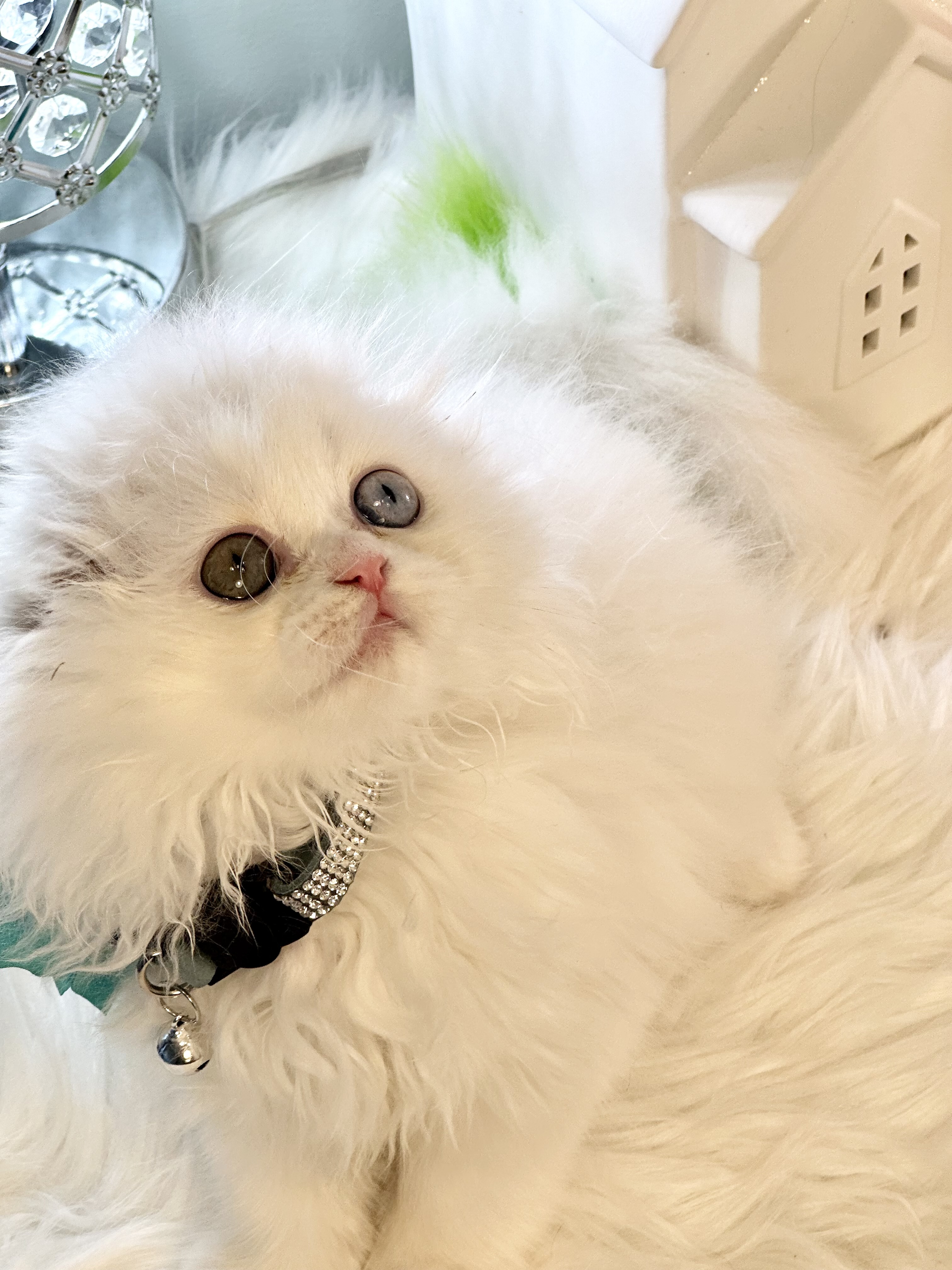 Ivory very sweet and adorable white Scottish fold longhair with odd eyes 9 weeks old
