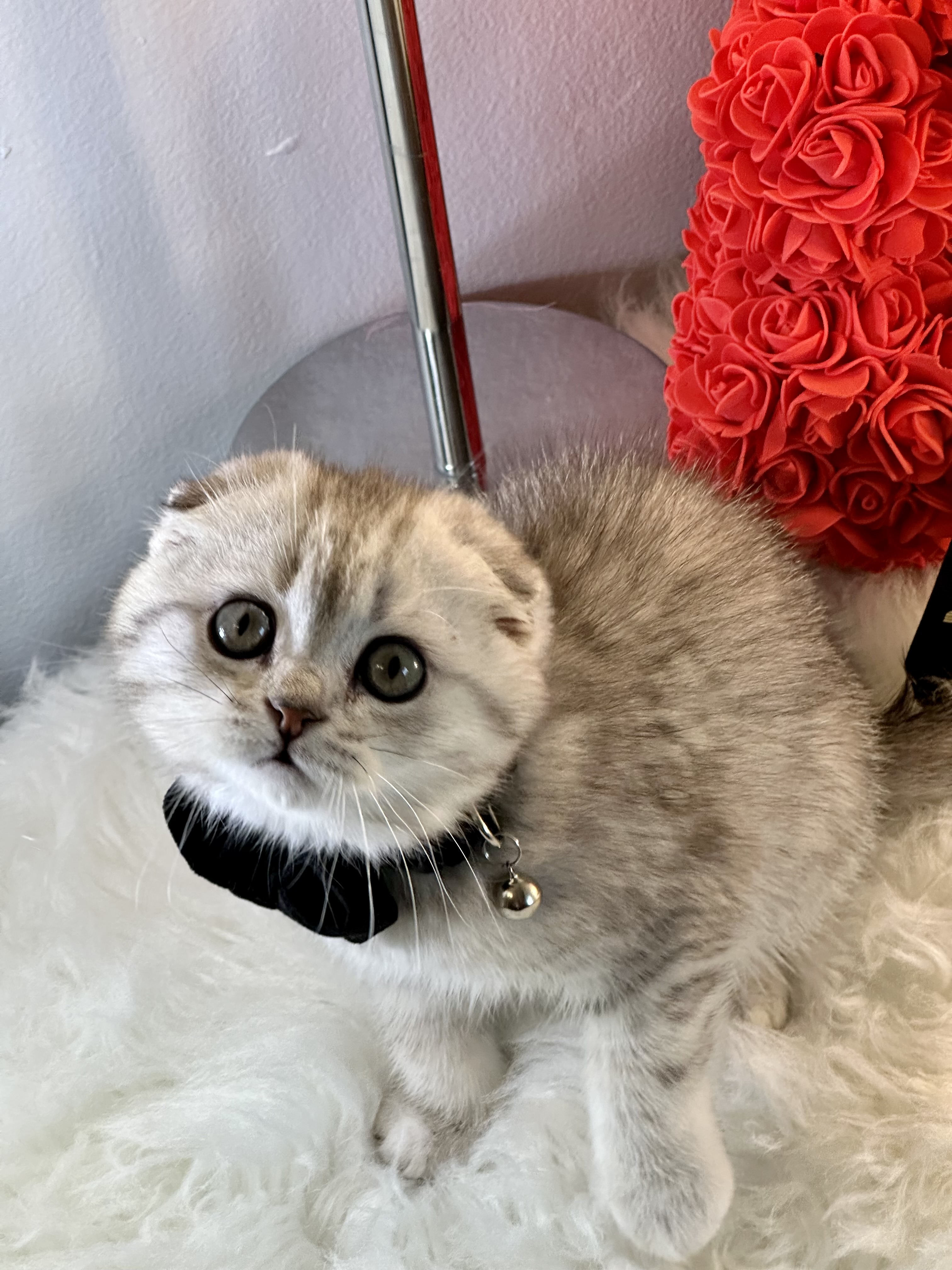 Kasper, Very cuddly, cute and friendly silver Scottish fold male kitten 9 weeks old