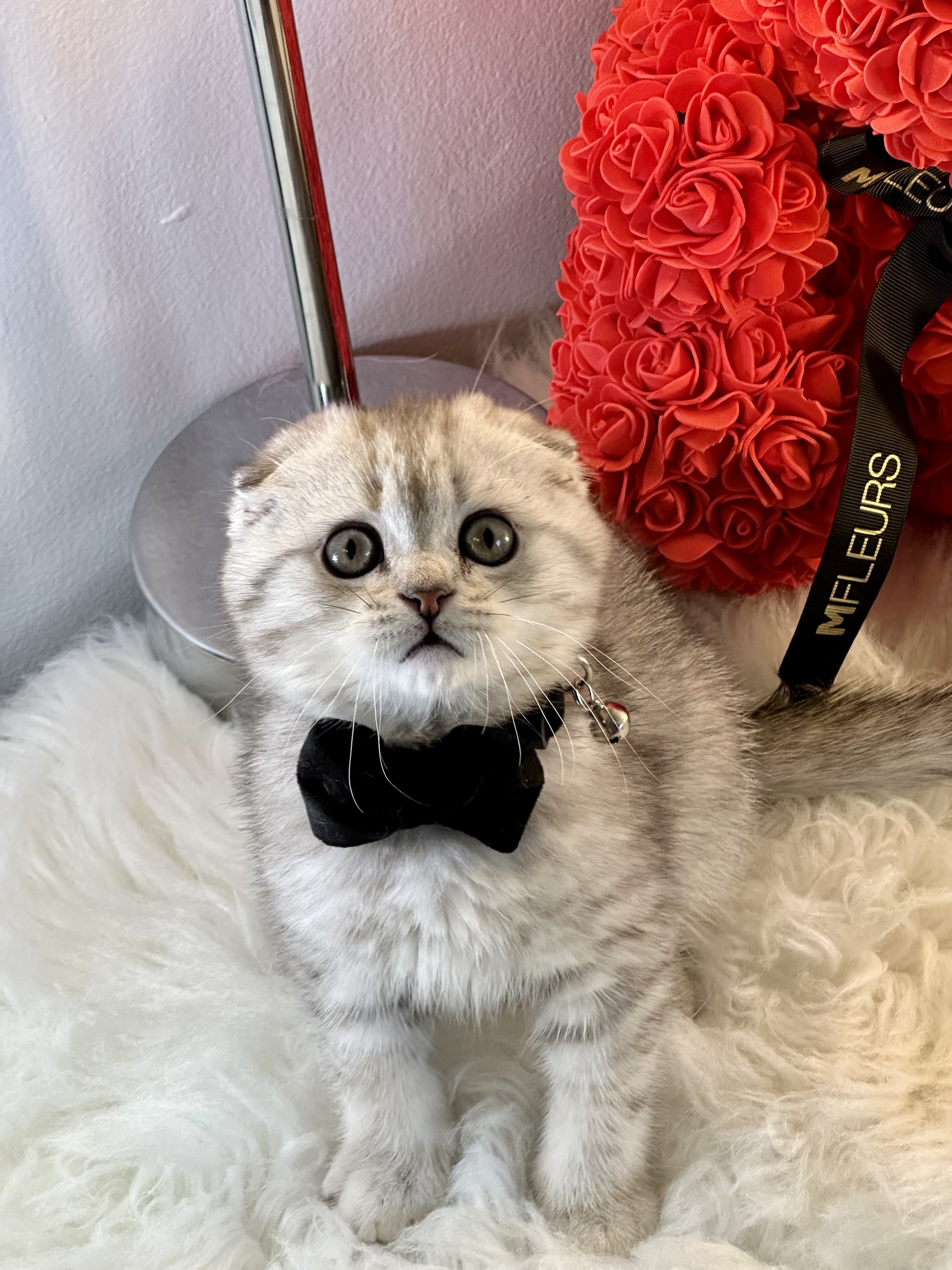 Kasper very cuddly, cute and friendly silver Scottish fold male kitten 9 weeks old
