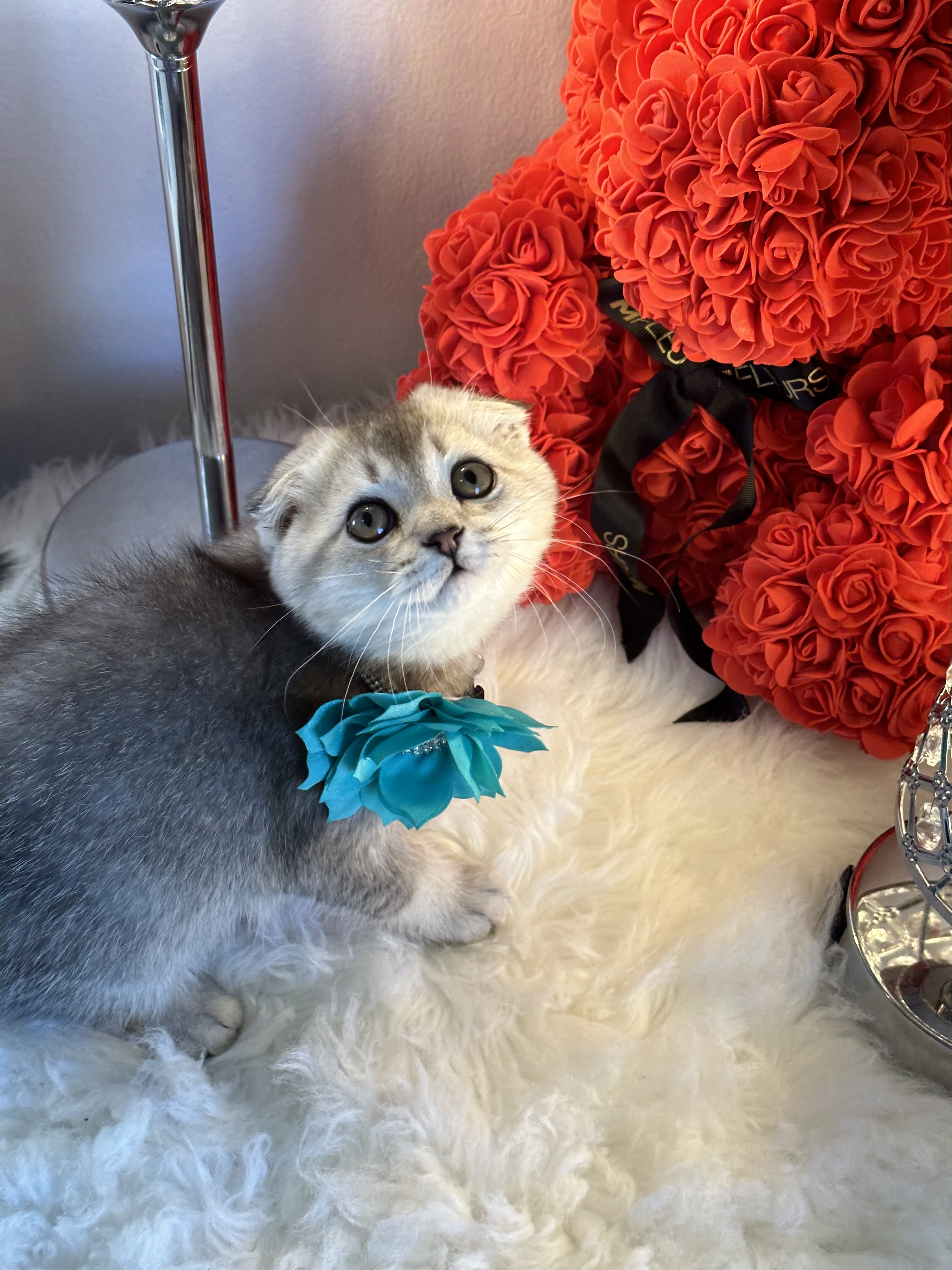 Bella very cute,sweet and friendly silver Scottish fold female kitten 9 weeks old
