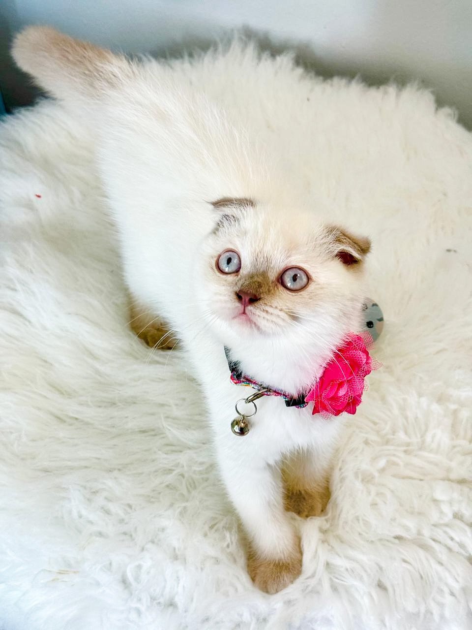 Her playful eyes and lively nature will make your heart flutter with delight. She is full of energy and ready to shower you with lots of affection and adorableness.