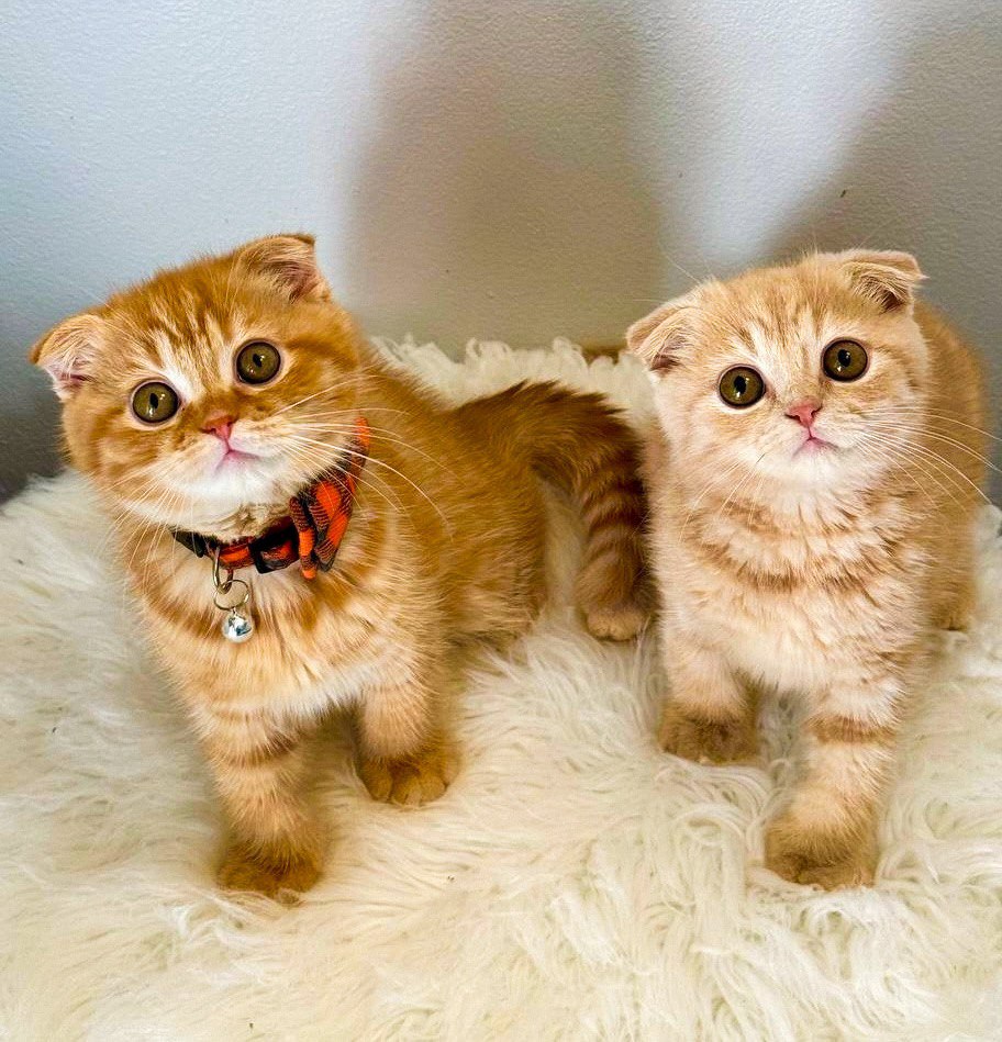 Kay and Klyde – cheerful Scottish Fold kittens, 10 weeks old.