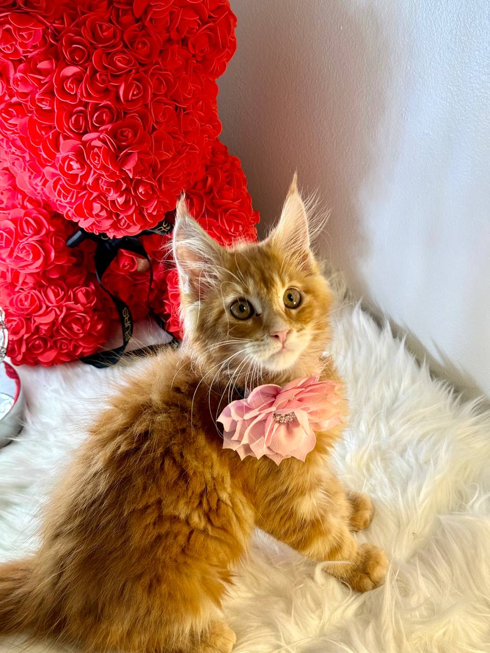 Dior – super sweet and cuddly red marble Maincoon female, dob 03/13/24
