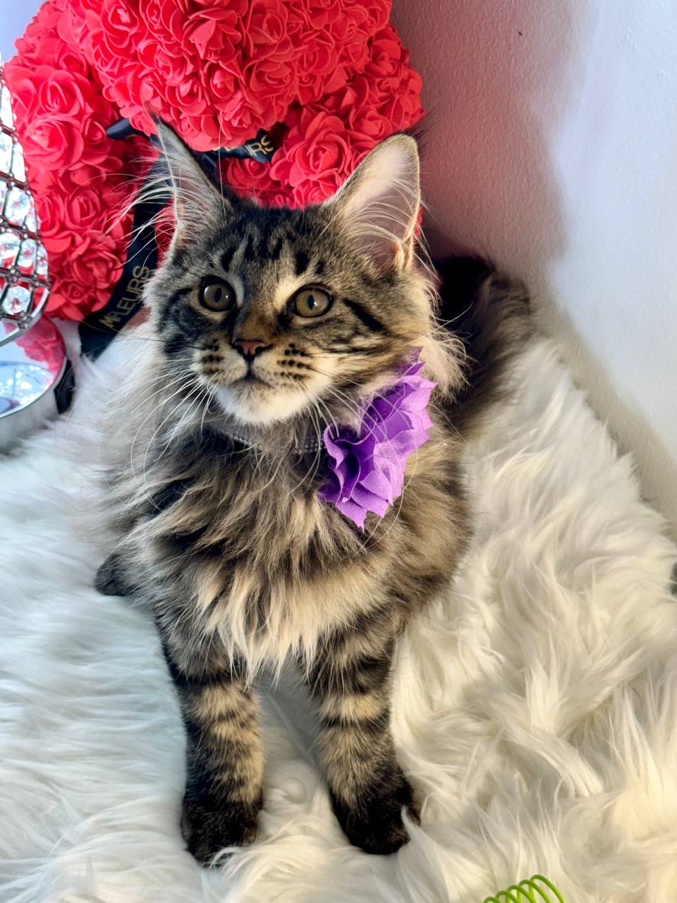 Miu – very adorable and sweet female Giant maine coon tabby, dob 03/03/24