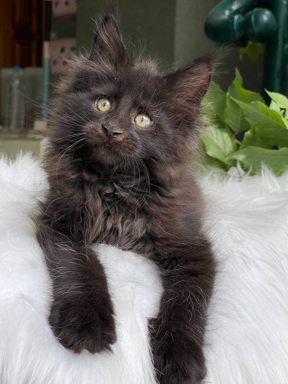 Sunny – very sweet and playful male Maine Coon 2,5 months old.