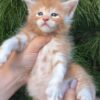Kevin - Maine Coon kitten - Image 6