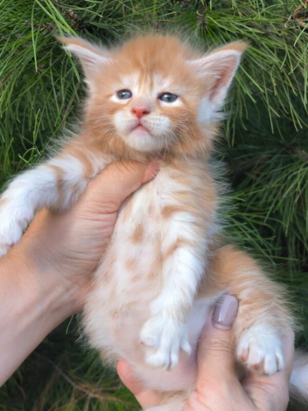 Kevin - Maine Coon kitten