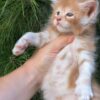 Kevin - Maine Coon kitten - Image 2