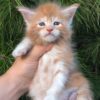 Kevin - Maine Coon kitten - Image 3