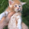 Kevin - Maine Coon kitten - Image 4