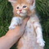 Kevin - Maine Coon kitten - Image 5