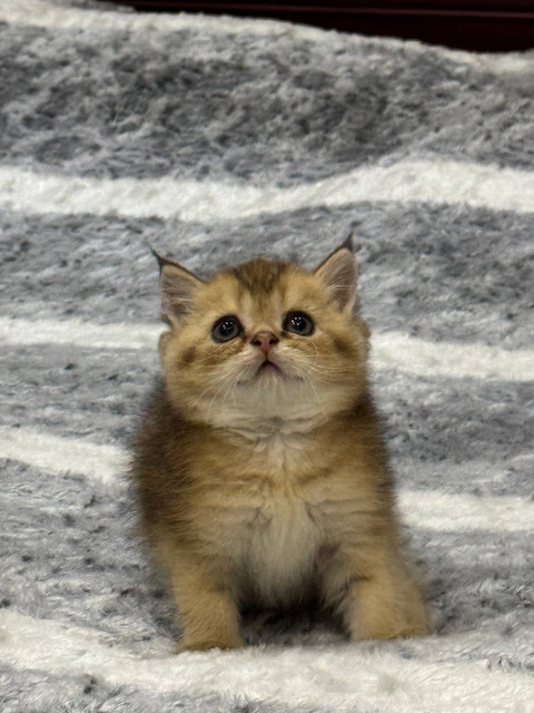 BritishShorthairNearMe, Catbreader, catbreadernearme, catforsalenearme, cat, kitten, catforsale, catsforsale, kittensforsale, britishshorthair, britishlonghair, britishlonghairblue, scotishfold, adoptcats, adoptkittens, cutecats, cutekittens, ragdoll, ragdollcat, bluescottishfold, silverbritishlonghair, silverbritishshorthair, britishlonghairblue, britishlonghairwhite,maincoon,scotishfoldlonghair, catterynearme, catteryinvirginia, cattery, sphynx, sphynxforsale, sphynxkitten, LilacBritishShorthair, blackmaincoon, catteryinvirginia, catteryinnewyork, britishshorthairgold, munchikin, BritishShorthairBlackGold, scottishfoldgold