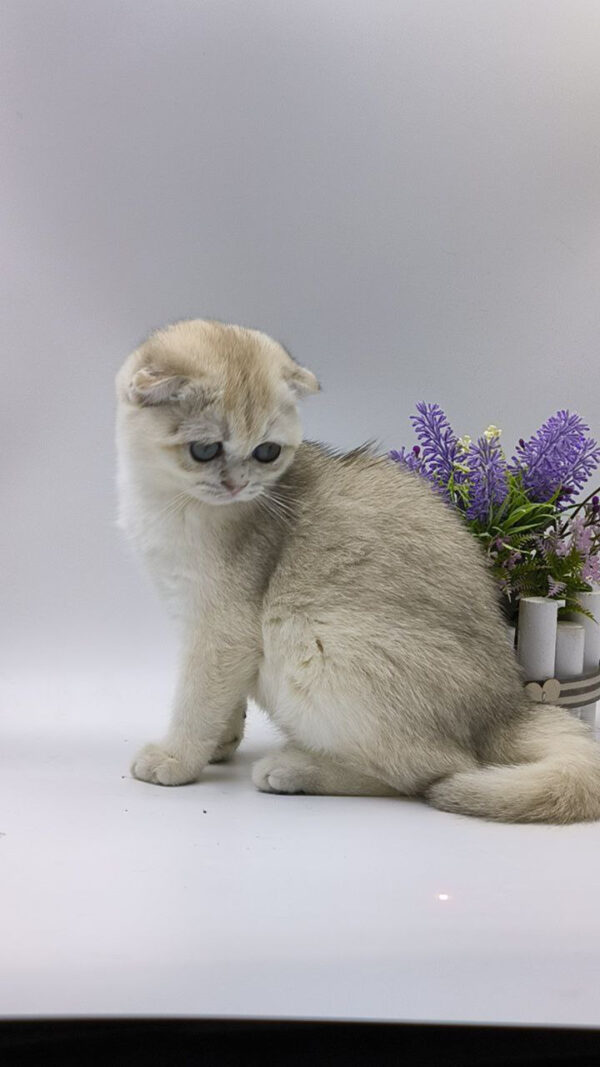 Catbreader, catbreadernearme, catforsalenearme, cat, kitten, catforsale, catsforsale, kittensforsale, britishshorthair, britishlonghair, britishlonghairblue, scotishfold, adoptcats, adoptkittens, cutecats, cutekittens, ragdoll, ragdollcat, bluescottishfold, silverbritishlonghair, silverbritishshorthair, britishlonghairblue, britishlonghairwhite,maincoon,scotishfoldlonghair, catterynearme, catteryinvirginia, cattery, sphynx, sphynxforsale, sphynxkitten, LilacBritishShorthair, blackmaincoon, catteryinvirginia, catteryinnewyork, britishshorthairgold