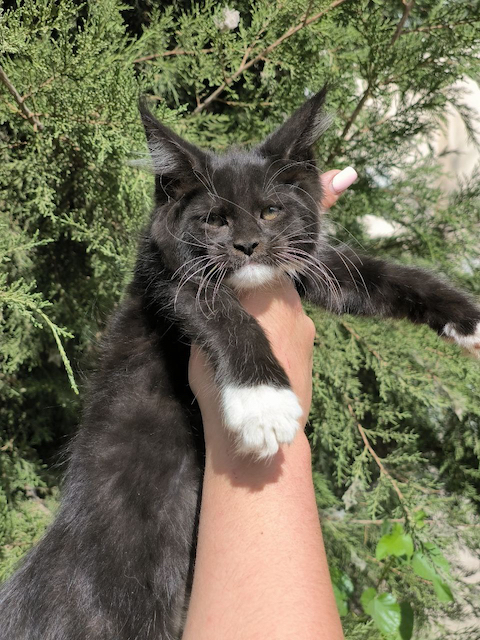 black main coon