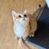 Catbreader, catbreadernearme, catforsalenearme, cat, kitten, catforsale, catsforsale, kittensforsale, britishshorthair, britishlonghair, britishlonghairblue, scotishfold, adoptcats, adoptkittens, cutecats, cutekittens, ragdoll, ragdollcat, bluescottishfold, silverbritishlonghair, silverbritishshorthair, britishlonghairblue, britishlonghairwhite,maincoon,scotishfoldlonghair, catterynearme, catteryinvirginia, cattery, sphynx, sphynxforsale, sphynxkitten, LilacBritishShorthair, blackmaincoon, catteryinvirginia, catteryinnewyork, britishshorthairgold