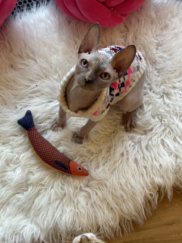 Sphynx kitten, Sphynx cat, Sphynx