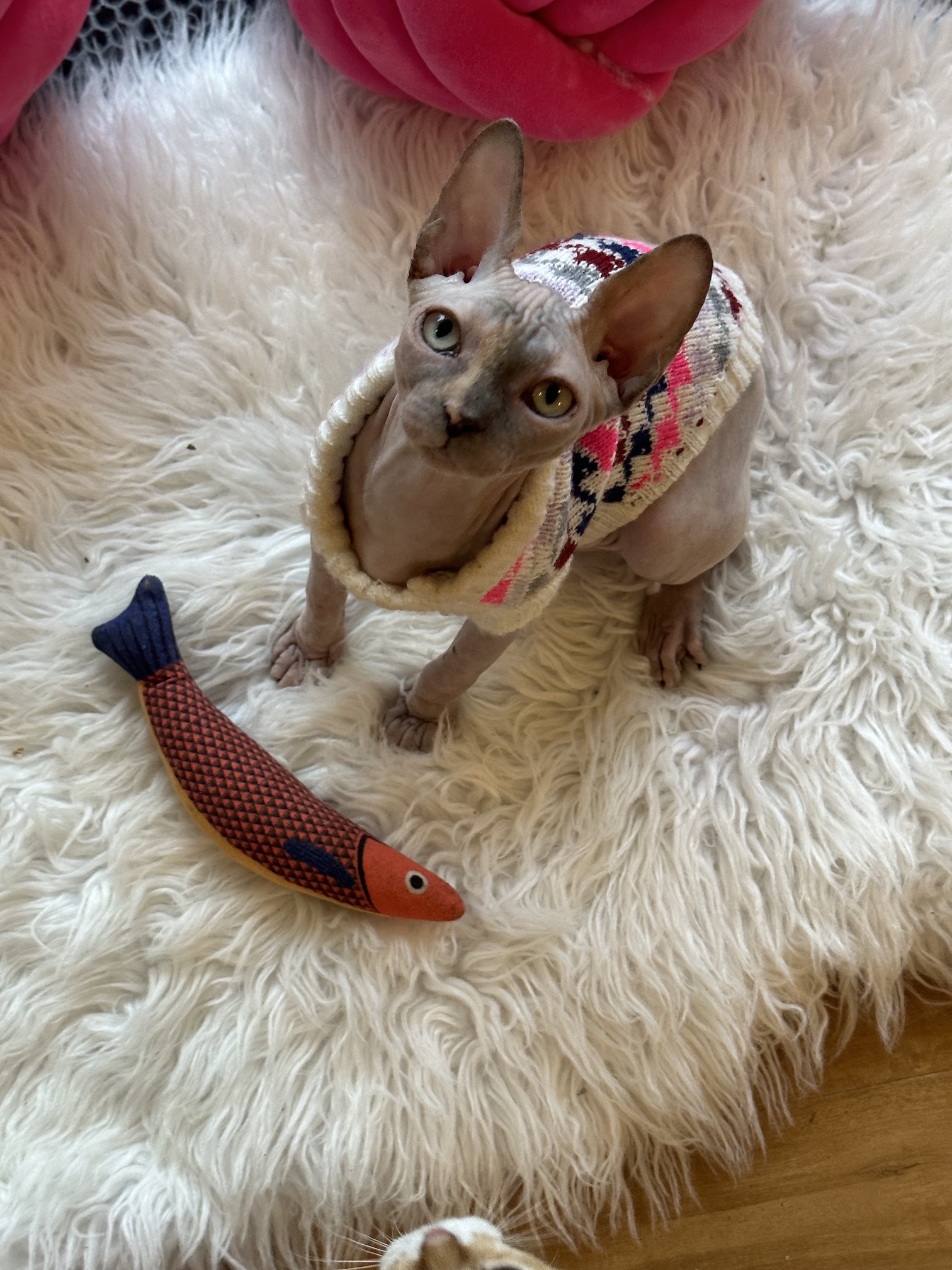 Sphynx kitten, Sphynx cat, Sphynx