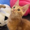 Bond – Maine Coon Red Marble male 3 months old