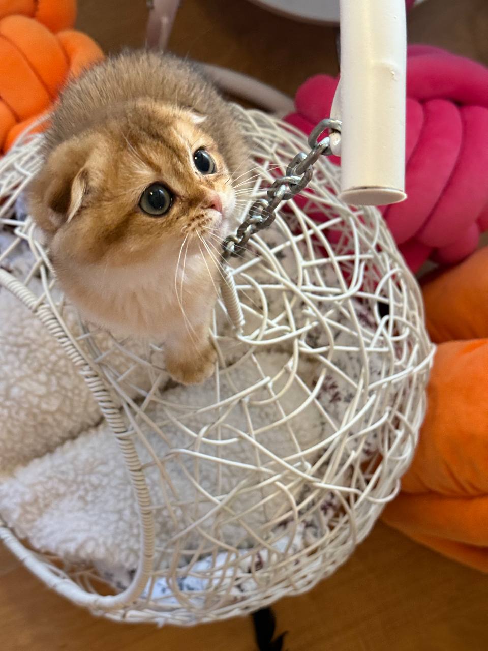 Ray – Scottish Fold Gold male 2.5 months old