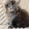 Sara - Maine Coon Tabby female 2 months old