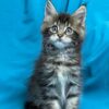 Sisi Maine coon tabby female 2 months old