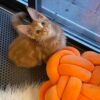 Bond – Maine Coon Red Marble male 3 months old