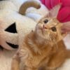 Bond – Maine Coon Red Marble male 3 months old