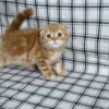 Bruno - Scottish Fold Gold Male 2 month old