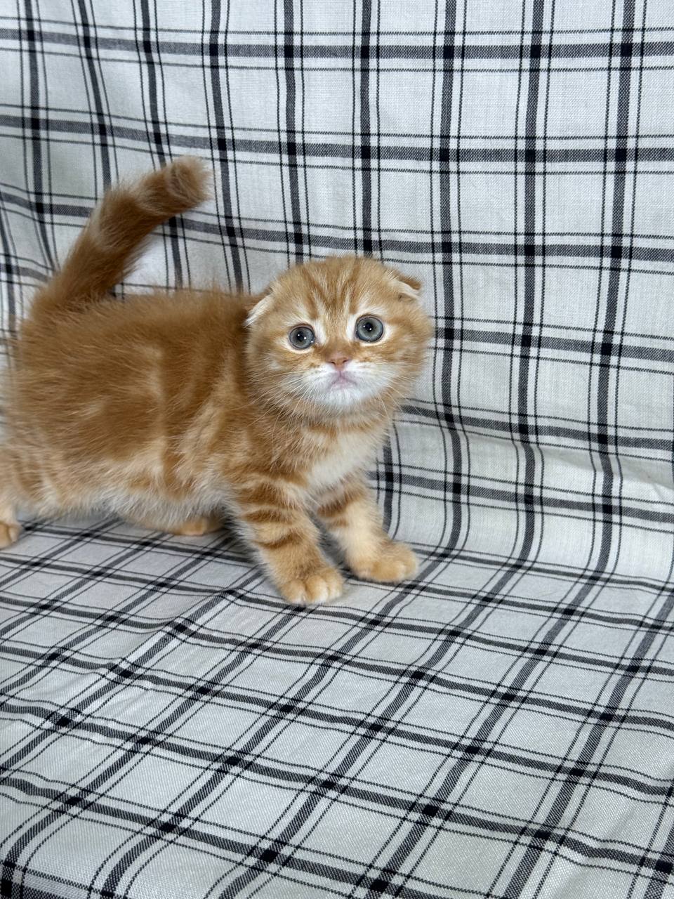 Bruno - Scottish Fold Gold Male 2 month old