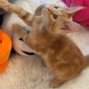 Bond – Maine Coon Red Marble male 3 months old