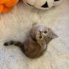 Leon – British Shorthair Gold Marble 2.5 months old male