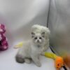 Mila ragdoll female 2 months old