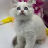 Snow ragdoll male 2 months old