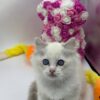 Snow ragdoll male 2 months old