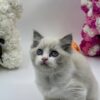 Sara ragdoll female 2 months old