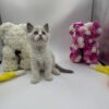 Bond - Ragdoll male 2 months old