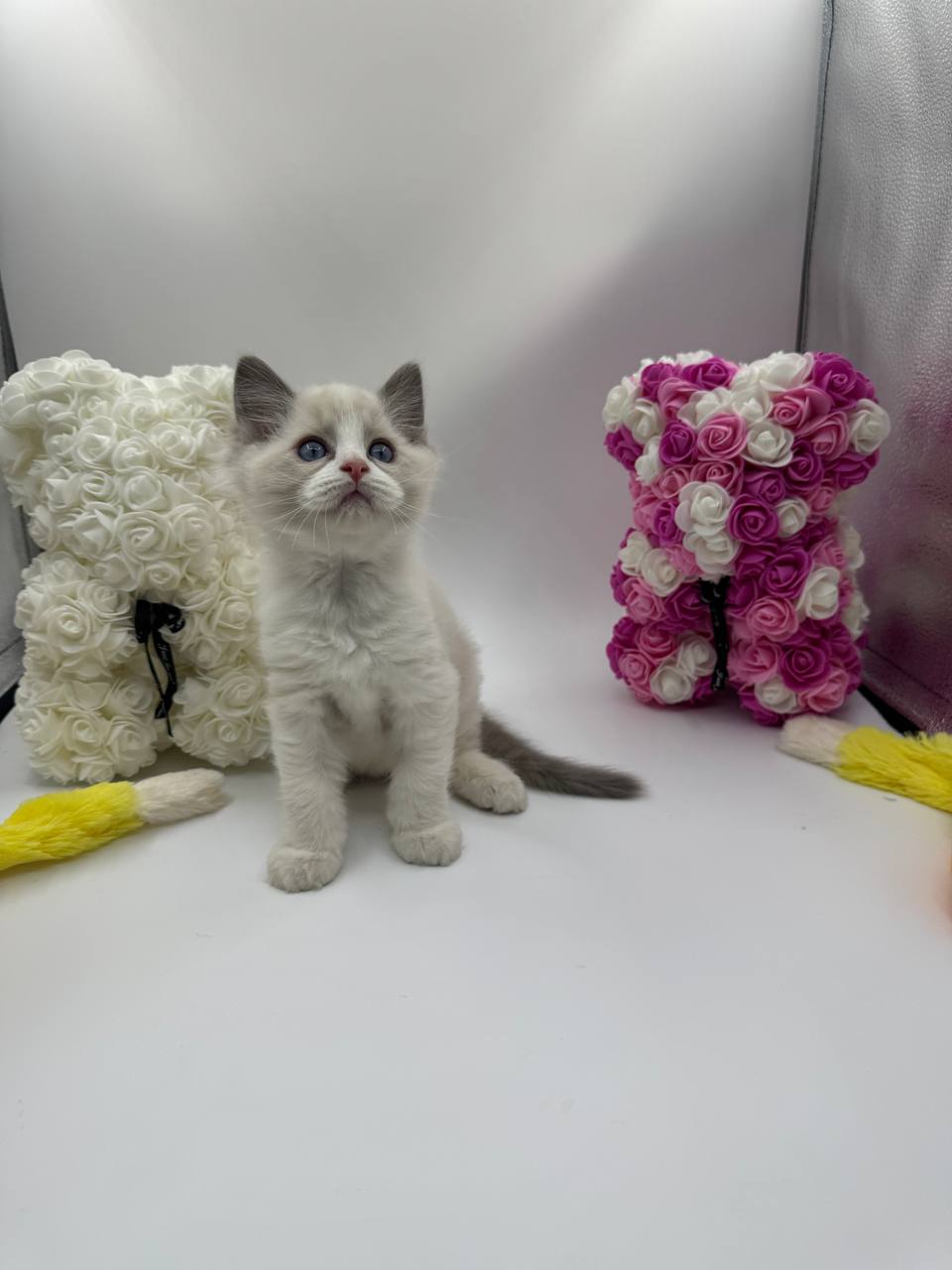 Bond - Ragdoll male 2 months old